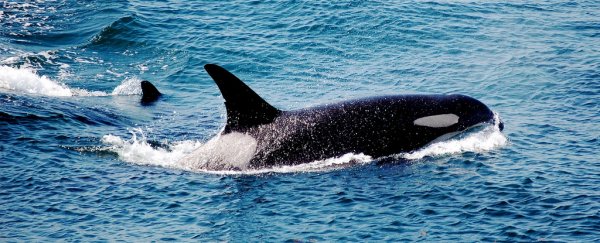 Orcas are the first non-human creatures that evolved through culture