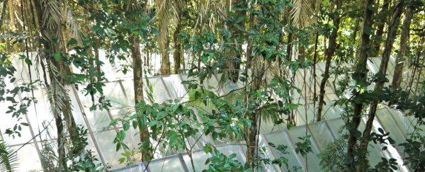 An Australian university has turned the rainforest into a giant climate change experiment