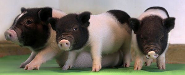 We just took a huge step closer to organ transplants from pigs into humans