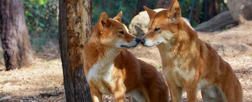 dingoes
