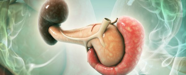 Losing just 1 gram of fat in the pancreas can reverse type 2 diabetes