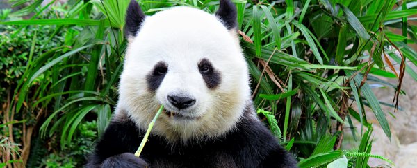 Scientists Explain The Depressing Reason Why Pandas Are Black And White :  ScienceAlert
