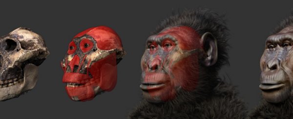 This ancient primate may be responsible for genital herpes in humans