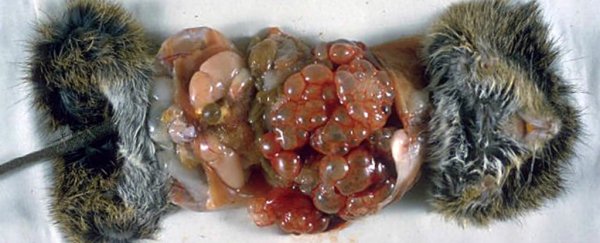 The top 10 parasites that could be lurking in your food