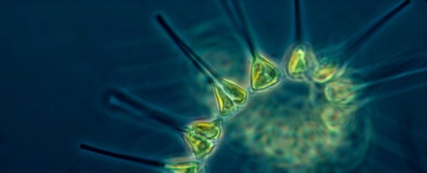 A strange and largely unrecognised life form is controlling our oceans