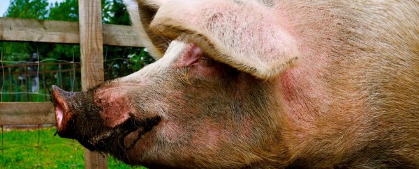 Human 'body farm' reveals we need to stop using pigs to establish time of death