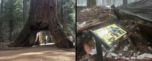 California's iconic 'tunnel tree' has finally fallen