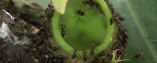 WATCH: This plant feasts on more than 6,000 insects an hour