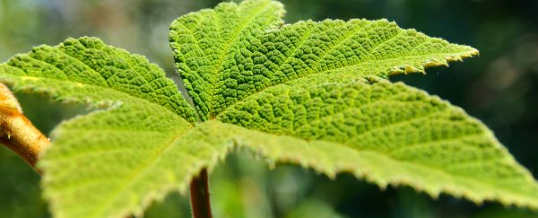 Plants really do respond to the way we touch them, scientists reveal