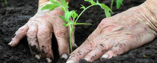 GM crops can benefit organic farmers too