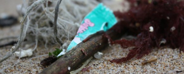 Students are developing bacteria that eat plastic polluting our oceans