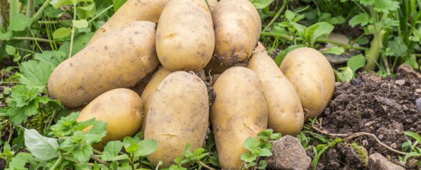 Scientists have traced Ireland’s Great Potato Famine back to South America