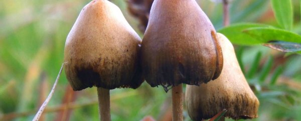 Here's what magic mushrooms do to your body and brain