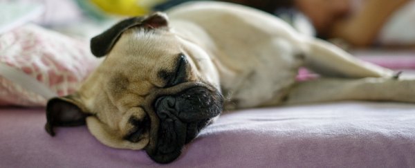Is it really bad to share a bed with your dog? Science weighs in