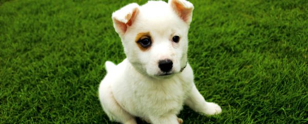 It's time to take pets seriously as mental illness support, say scientists