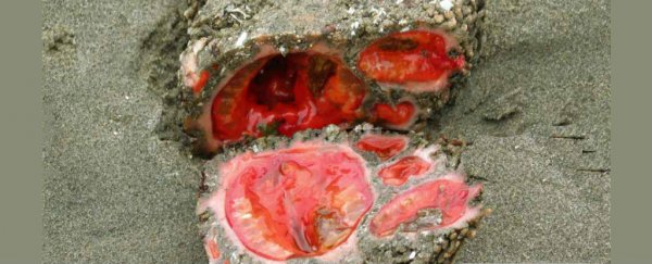 This 'bleeding rock' sea creature looks like a tomato thunderegg