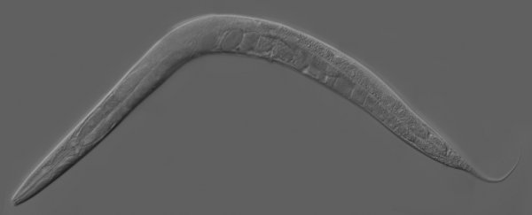Scientists image the entire brain activity of freely-moving worms