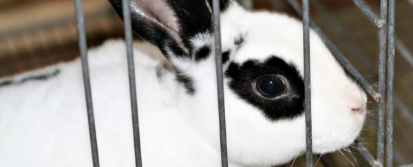 Maths is getting closer to replacing animals in cosmetic testing