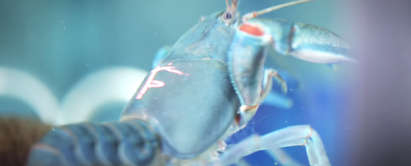 WATCH: We can now see exactly how heavy metals pass through aquatic animals