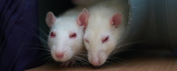 Scientists have improved the vision of blind rats using gene editing