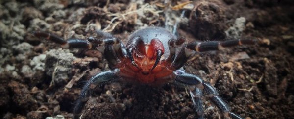 Watch: A new red-fanged funnel-web spider has been discovered in Australia