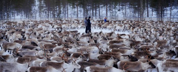 Reindeer are still very radioactive 30 years after Chernobyl