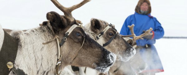 80,000 reindeer have starved to death as Arctic sea ice disappears