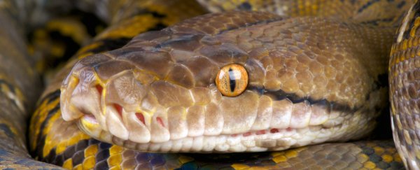 Giant pythons keep attacking people in Indonesia for a really worrying reason