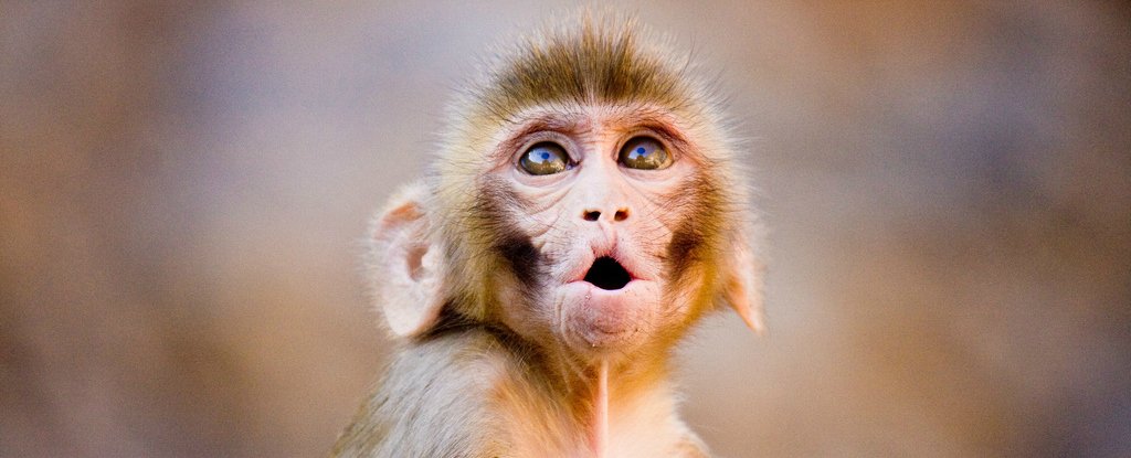 A New Antibody Therapy Appears to Have Permanently Blocked HIV Infection in Monkeys