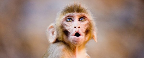 A new antibody therapy appears to have permanently blocked HIV infection in monkeys