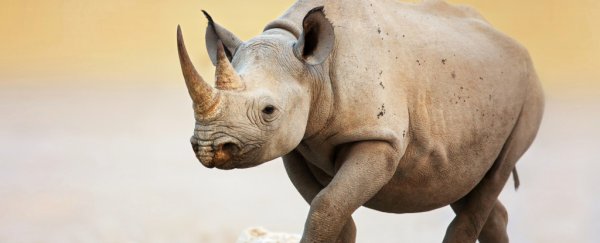 South Africa is really close to lifting the ban on rhino horn trade