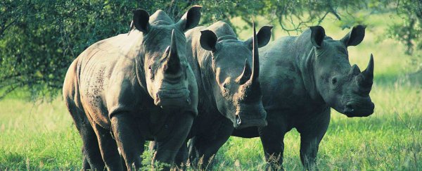 Researchers are debating whether to privatise endangered species