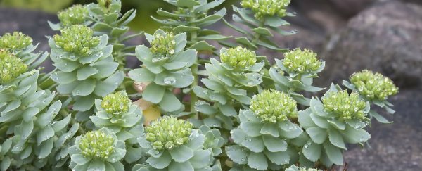 Alaskan farmers are growing a plant used for top-secret Soviet military experiments