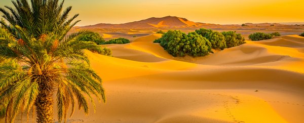 New research suggests ancient humans helped make the world's largest desert