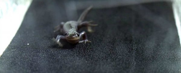 Salamanders will travel freakishly far for sex