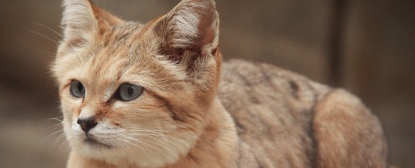 One of the world's rarest cats was just spotted for the first time in a decade