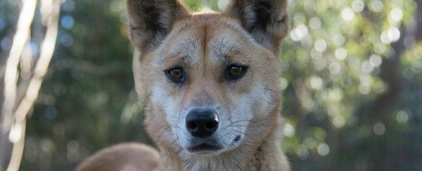 This dingo has won the title of the world's most interesting genome