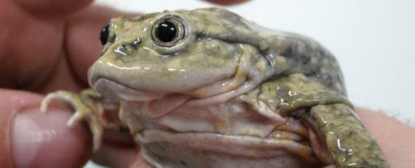 10,000 endangered 'scrotum frogs' have mysteriously dropped dead at Lake Titicaca