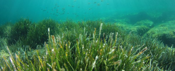 Scientists just discovered there are 'bees' in the oceans