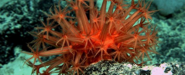 We've mapped the entire ocean floor, but still know woefully little about what's down there