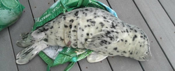 Seriously guys, stop trying to "rescue" distressed animals