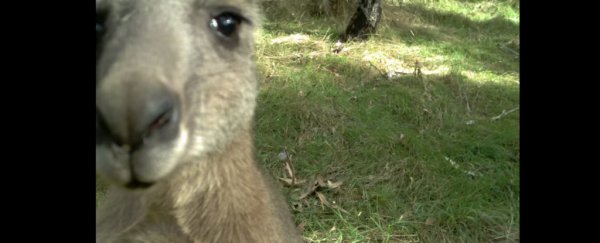 You can now help save animals by looking at ridiculously cute selfies