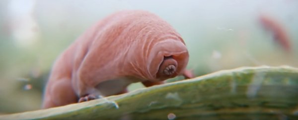 We finally have footage of tardigrade mating, and it's even weirder than expected