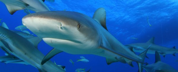 Microsoft's Paul Allen just launched an initiative to save sharks by filming them
