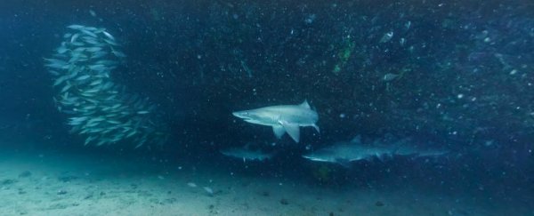 Google releases amazing underwater street view for World Oceans Day