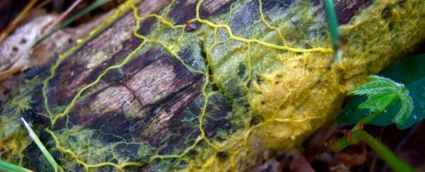 This brainless slime can share memories by fusing together