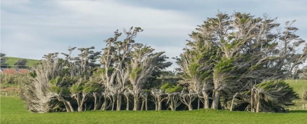 Welcome to Slope Point, where the trees grow sideways