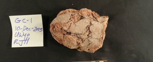 Fossilised poop reveals that huge, ancient sloths ate 'Mormon Tea'