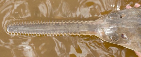 Sawfish are avoiding extinction by reproducing without sex
