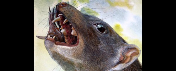 Scientists discover extinct snail-eating marsupials, confirm Australia’s animals are the weirdest